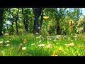 🌿🌞Begin Your Day with the POSITIVE ENERGY of Healing Spring Sounds🌿Fresh Morning Ambience Meditation
