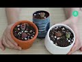 PROPAGATION TIPS |  PROPAGATE SUCCULENTS FROM LEAVES AND CUTTINGS | SUCCULENT PROPAGATION