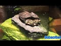 *RARE* 2 headed red eared SLIDER turtle !!