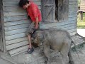 Baby Orphan Elephant Playing