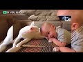 Baby pulls on cat's legs  Cat's response is going viral