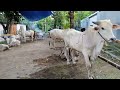 Dokumentasi sapi qurban masjid Daaril Abroor 1443H (2022)