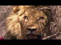 How Apex Predator's Survival are Affected By Drought | Botswana's Wild Kingdom | Real Wild