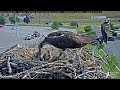 Finnegan Zips In With Big Fish For His Family At Hellgate Osprey Nest – June 26, 2024