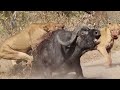 3 Lions Bring Down Buffalo In Epic Battle *Not For Sensitive Viewers*