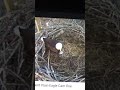 Mom Bald Eagle covers eaglet with grassy bedding and eaglet helps.
