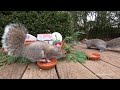 Squirrels Have a Happy Jolly Christmas Holiday | Cat TV