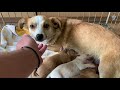 Dog mama with a broken heart waits for her owner to come back | Dog Rescue Shelter