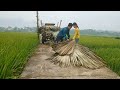 Daily life, convert palm and bamboo to make houses,