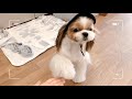 🌟펫셔니스타로 변신한 귀여운 시츄 강아지 🐶⭐️💫 | Fashionista Shih Tzu Dog🌟