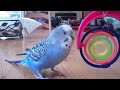 Very Happy Parakeet!