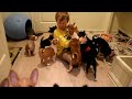 14 basenji puppies at Kingwanas Basenjis