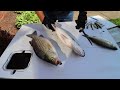 Catch and Cook Schooling White Bass and Hybrid!!!
