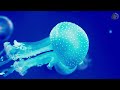 Aquarium 4K VIDEO ULTRA HD🐧Beautiful Coral Reef Fish🐳Relaxing Sleep Meditation