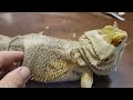 ULTIMATE FULL SHED BEARDED DRAGON PEELING EXTRA CRUNCHY 4K NOSE BOOGERS TWISTING TAIL CLEAN BELLY