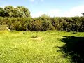 Scything a small orchard in NZ Part 4