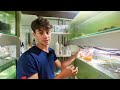 How to Hatch Brine Shrimp Eggs the Easiest Way!