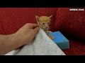 rescue a cute innocent tinykitten abandoned in way
