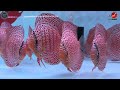 HIGH QUALITY DISCUS FISH | DISCUS FISH FOR SALE
