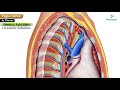 Vagus nerve Anatomy Animation /  Cranial nerve X : Origin, Course, Nuclei, Branches - Neuroanatomy