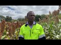 CLIMATE SMART VARIETY: COMMERCIAL SORGHUM FARMING