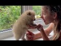 13 Weird Things That Pomeranians Love