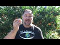 5 Tips How to Grow a TON of Mandarins on Just One Tree Organically