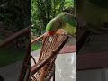 Puchuuu the parrot is live