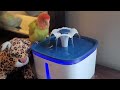 lovebird Mango checking out new water fountain