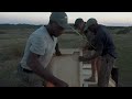 Moving 12 African Elephants From Tembe To Phinda