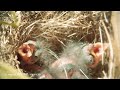 BABY BLACKBIRDS - Cute baby animals 4K Relaxing Scenery Film with Soothing Music
