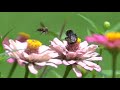 Slow Motion bees, birds & butterflies