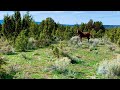 A Curious Wild Mustang Approaches Me