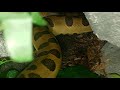 Green anaconda exploring her 11x6x6