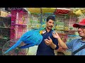 Saddar Exotic Birds Market Karachi June 2024 | Unique and Rare Birds and Parrots सुंदर पक्षी और तोते