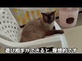 捨て猫の飼い主から届いたメール 衝撃の内容とは…？【保護猫活動】