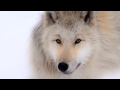 Wolf Crunches Camera...