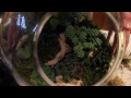 Make a Succulent Terrarium - How to Terrarium ep. 1