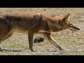 Wolf Separated From Pack & Forced To Fend For Itself | Megeti: Africa's Lost Wolf | Real Wild