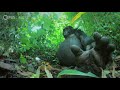 Did You Know Gorillas Can Sing?