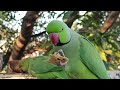Funny Talking Ringneck Parrot Compilation🦜 Sound 30 Minutes Parrot eating Bread Parrot Caling Sound🦜
