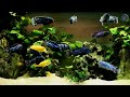 Exploring Coral Reefs in 4K (ULTRA HD) 🦢 Colors of the Ocean, Tropical Fish