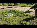 Яйцо в банке? 2месячный вороненок оказался самым смелым / 2 months old crow pokes at a jar with egg