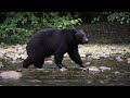 Approaching a bear eating is a bad idea! Think twice!  HD 1080p