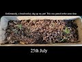 How to propagate Zoysia tenuifolia (Petting Grass)