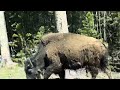 Spotted a bison on the way to Yellowstone park