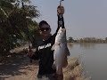 Barramundi Topwater Fishing, Boon Mar Ponds, Bangkok, Thailand