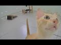 So Funny! Funniest Cats and Dogs 😸😆 Funny Cats Moments 😸😂