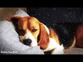 Music for Dogs: Gentle Songs to Promote Sleep, Cure Depression!