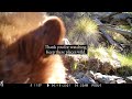 Sky Island Serenity: Trail Camera Videos of Arizona Wildlife